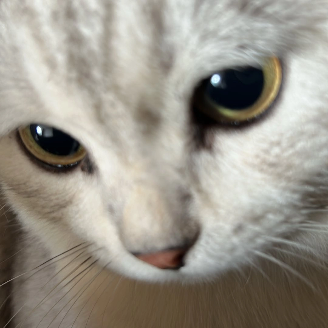 A profile picture of Sumo